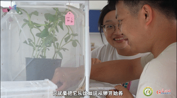 【一线调研·青春有为】一座海岛，一群博士，二十年接力只为一件事