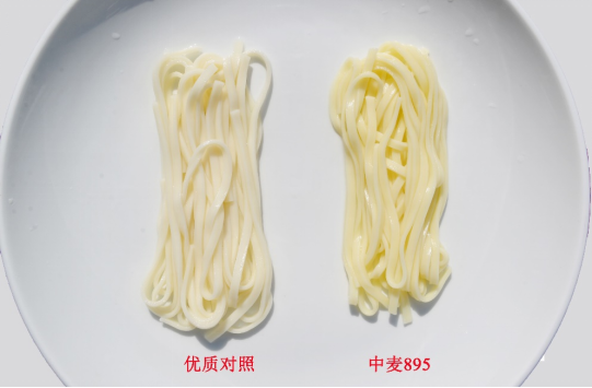 耐热耐晚播的“中麦895”成为我国第三大小麦品种