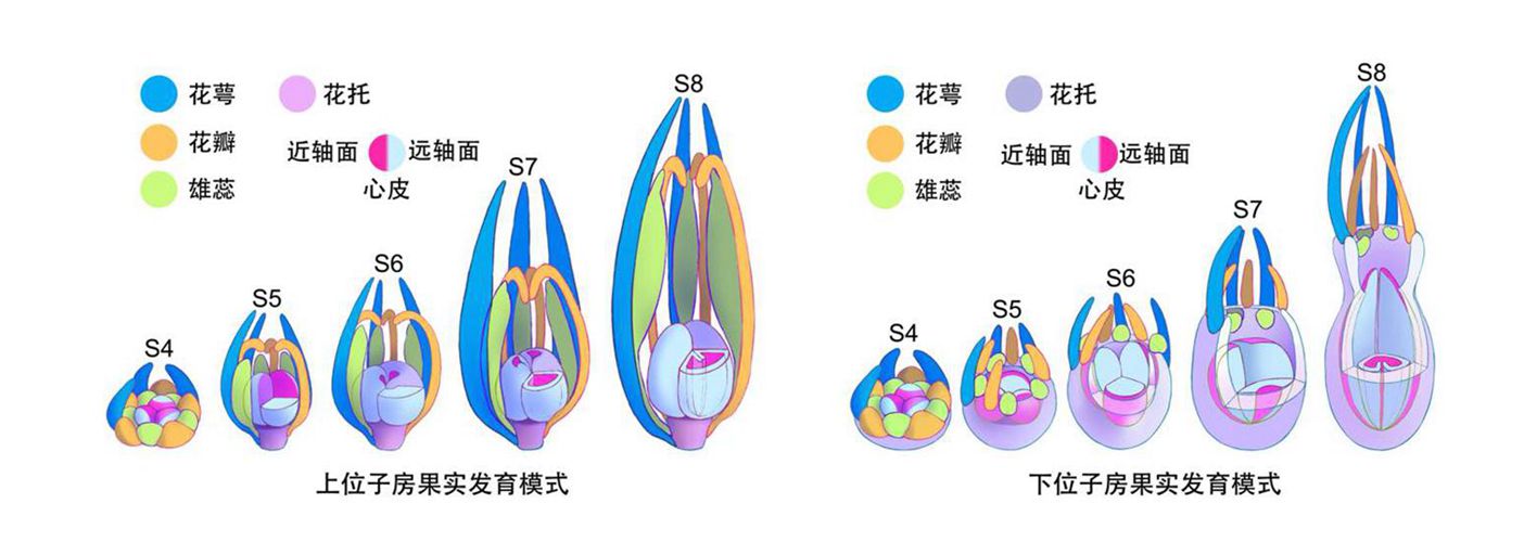 黄瓜下位子房的进化发育机理