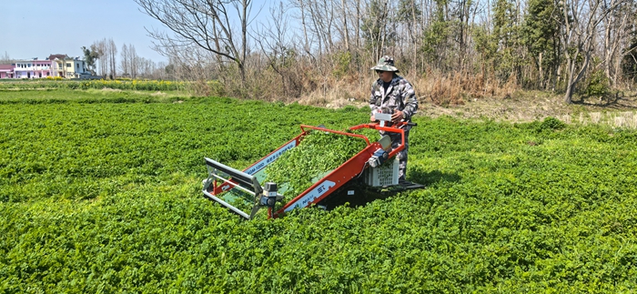 4GM-120D 绿肥茎尖电动收获机田间采收700.jpg